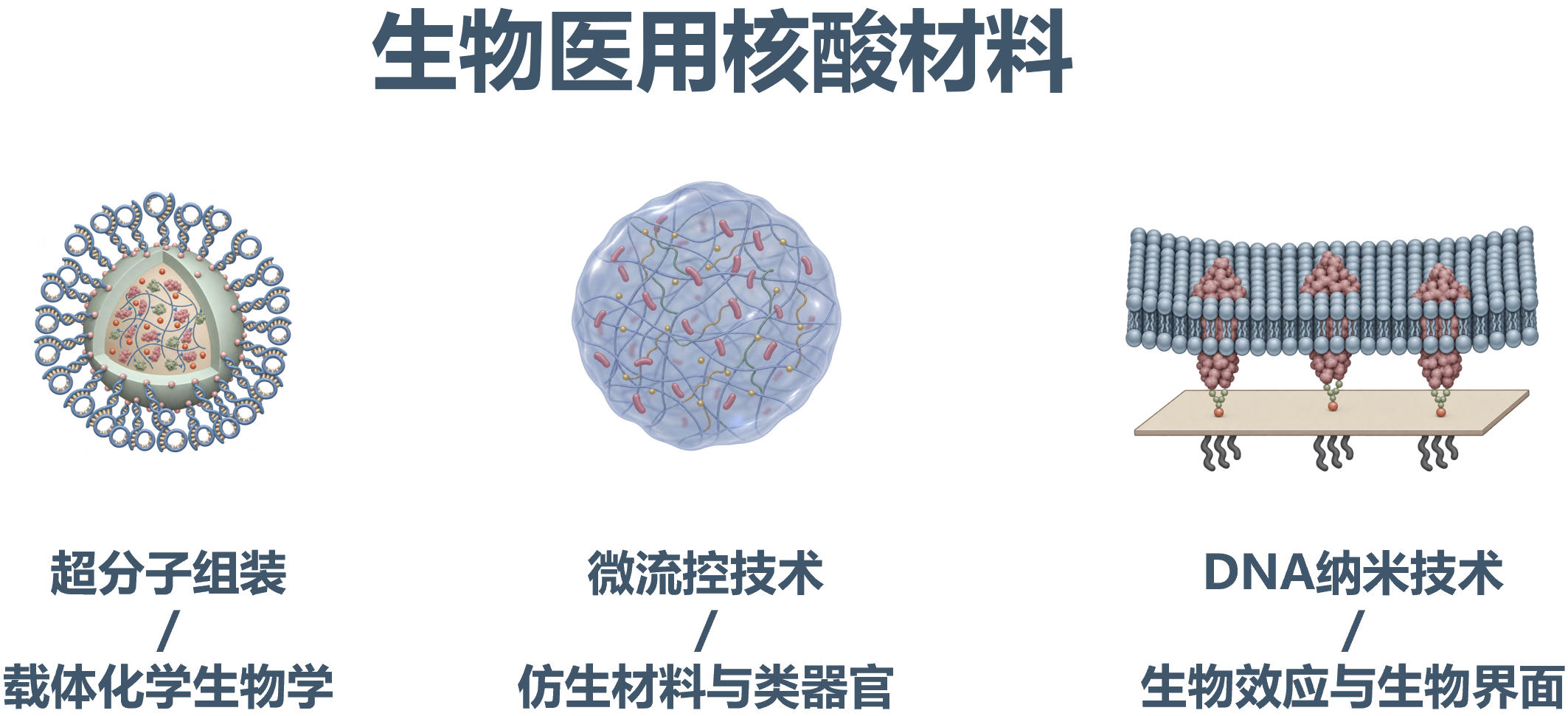 研究内容